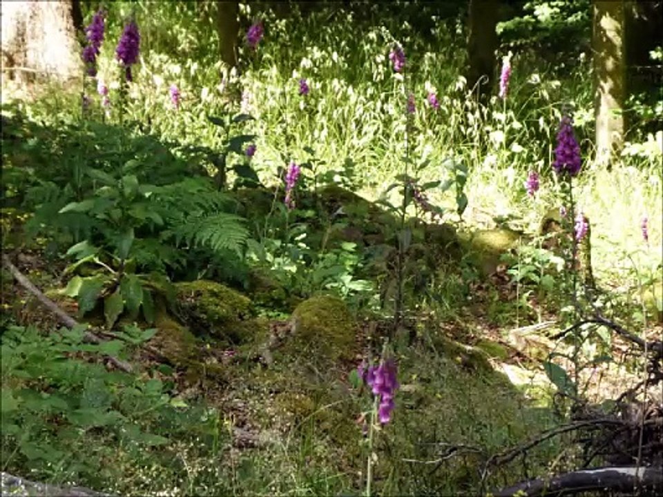 Fleurs
