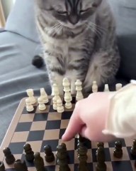 Saleemoffical presentation - cat chess master #chess