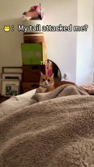 She Started Beef With Her Own Tail… Again. 🍔🐈 #f#fypf#foryouc#catc