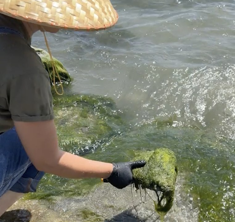 Crafting a Natural Paintbrush Made from Algae