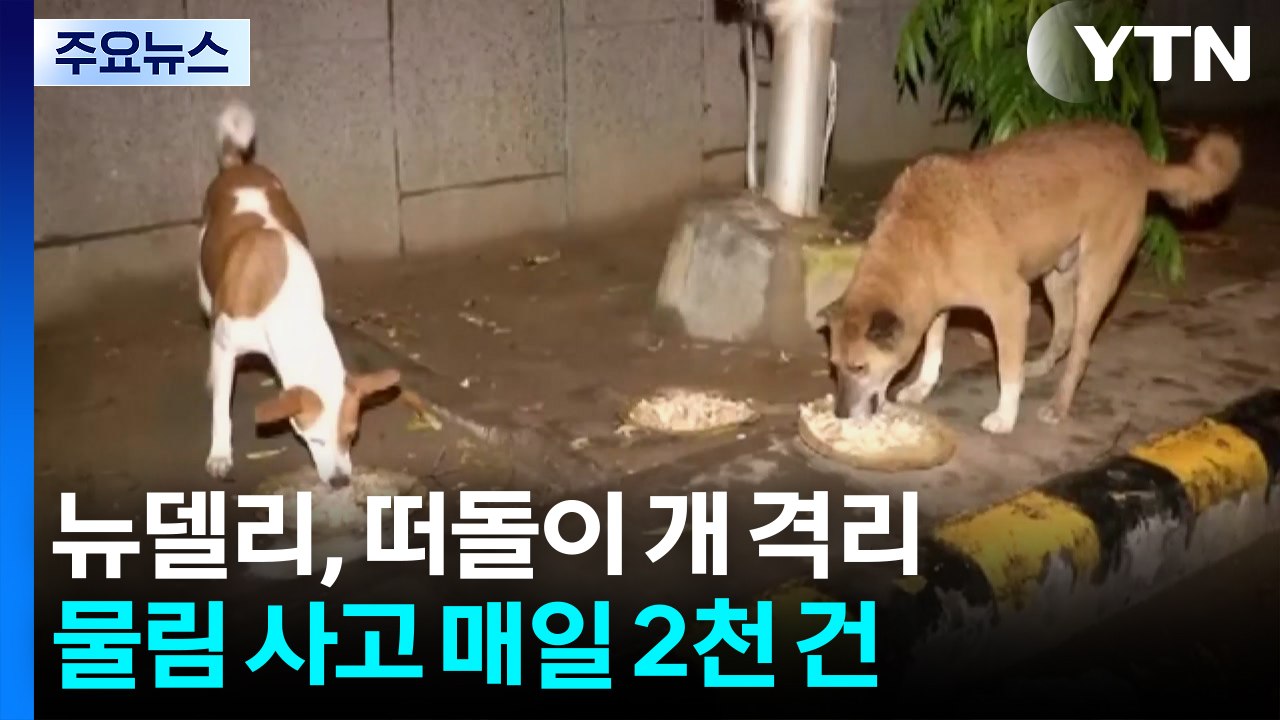 '개 물림' 매일 2천 건...인도 뉴델리 '떠돌이 개' 영구 격리 / YTN