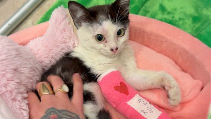 Woman Takes In A Tiny Shelter Kitten After LA Wildfires