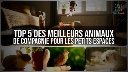 Top 5 des meilleurs animaux de compagnie pour les petits espaces