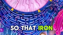 Unlocking the Power of Iron- How Our Electrical Field and Energy Flow are Linked With Zikr Allah