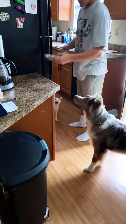 No one’s hungrier than a cat who just finished eating 😼🍴 #fyp #foryou #cat #cats