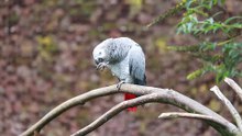 African Gray Parrots (Psittacus Erithacus)