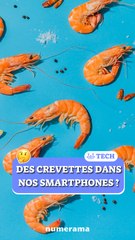 Des crevettes dans nos smartphones ? Découvrez cette révolution écologique 🦐