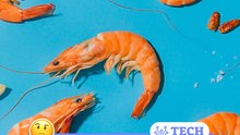 Des crevettes dans nos smartphones ?