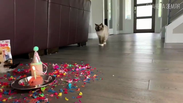 Самые красивые и любимые породы кошек. Интересные факты про кошек