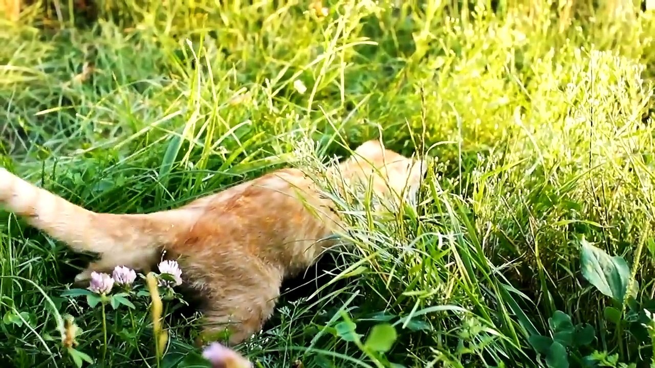 Николай Дроздов рассказывает о кошках 🐈