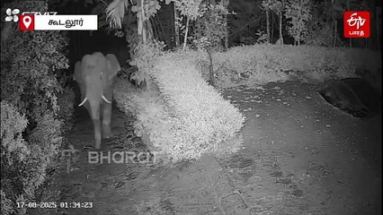 கொஞ்சி குலாவும் காட்டு யானைகள்! வைரலாகும் வீடியோ!