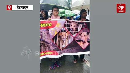 दिल्ली डॉग शेल्टर मामला, देहरादून में प्रदर्शन, बारिश में पशुप्रेमियों ने निकाला मार्च