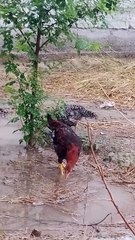 Beautiful Rooster Enjoying the Rain #trending #shorts