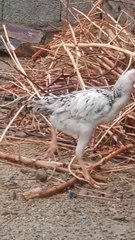 Young White Chicken Exploring the Yard #viral #shorts