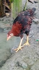 Cute Little Hen Walking After Rain #birds #trending #shorts