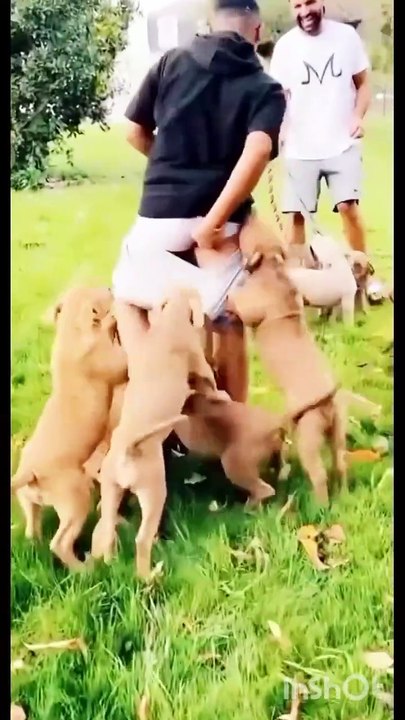 The dog took off the man's underwear