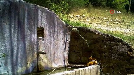 Sincap ve tilkinin hikayesi fotokapana yakalandı!