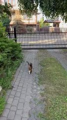 Personal escort back home 😸 #cats #funnycatshorts #shorts #catshorts #funnycats #cutecats