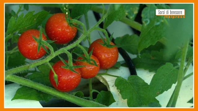 Sorsi di Benessere - Un sugo cremoso senza cottura