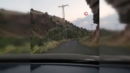 Yavru ayılar yola indi; otomobile yol vermedi