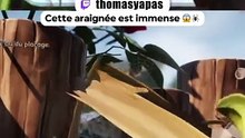 Araignée géante : Thomas prend la fuite ! 😱