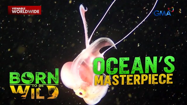 Nakakalasong pufferfish, ginagamit sa panggagamot sa Siquijor?! | Born to be Wild