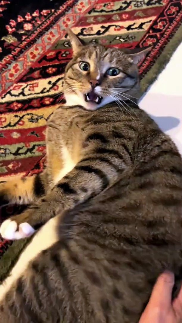 ⁣Special cats meow. #fyp #foryou #cat #cats