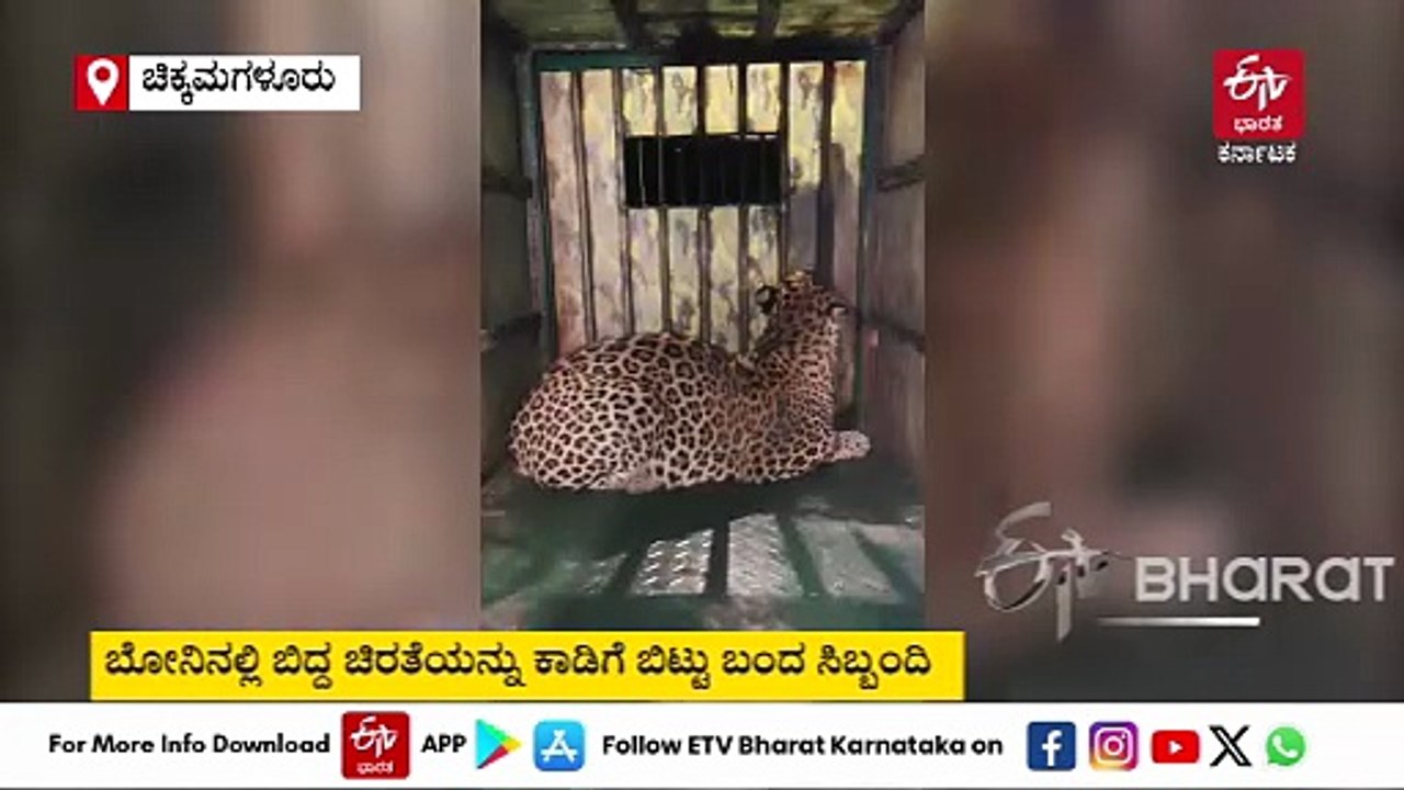 ಚಿಕ್ಕಮಗಳೂರು: ಬೋನಿಗೆ ಬಿದ್ದ ಚಿರತೆ; ಜನರ ನಿಟ್ಟುಸಿರು