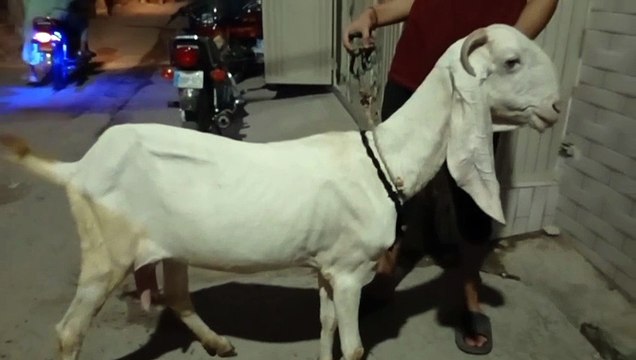 Pure Breed Rajanpuri Goat/White Goat/Milk Color Goat/Healthy Goat/Cute Goat/Milk White Goat/Active