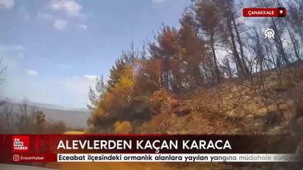 Çanakkale Gelibolu yangınında alevlerden kaçan karaca görüntülendi