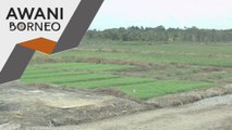 Sarawak sasar jadi pengeluar padi utama negara