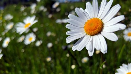 Close-Up of Daisies