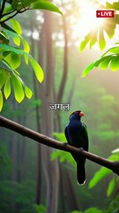 दो पंछियों की दोस्ती // मीठे-मीठे गीत गाते // एक तोता और एक मैना