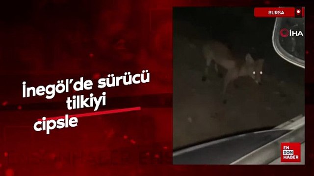 Bursa İnegöl’de sürücü tilkiyi cipsle besledi