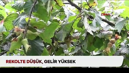 Rekolte düşük, gelir yüksek: 2024 yılında fındık ihracatı 2,8 milyar doları buldu