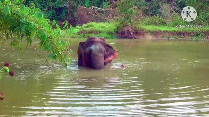 Os animais mais fofos do mundo N•180