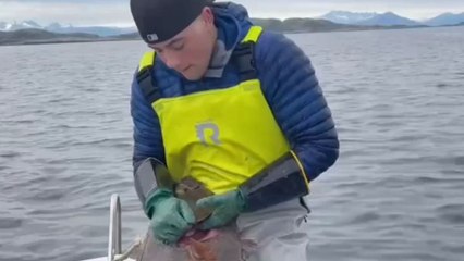 Slippery Halibut escapes fisherman’s hands after being pulled in as an accidental catch