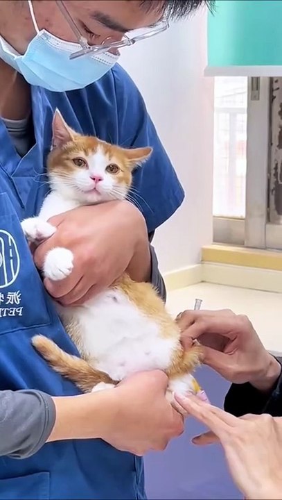 POV: Your cat thinks the vet is the Grim Reaper 👻🐈 #fyp #foryou #cat #cats