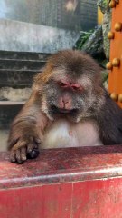 Come and watch Xingxing play with bugs. #monkey #monkey #xingxing