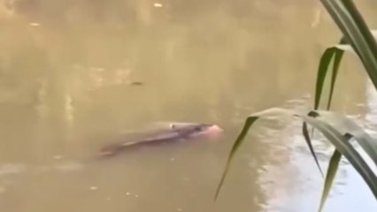 Indonésie: un père de famille attaqué par un crocodile et dévoré sous les yeux des passants