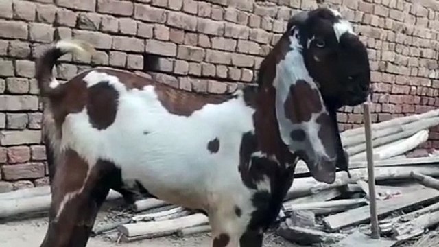 Nagra Bakra/Nagra Beetal Goat/Beetal Goat/Healthy Nagra/Beautiful Nagra Bacha/Active Goat/Cute Goat