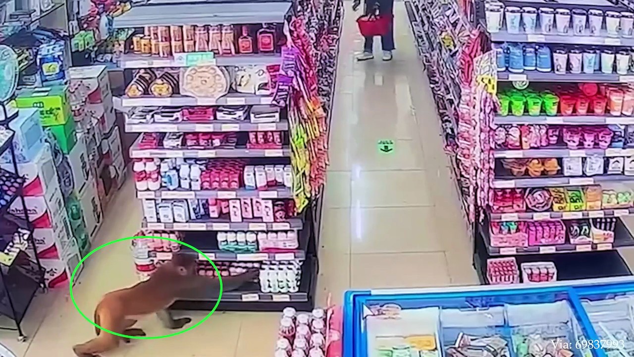 The Orangutan wanted to see the baby ❤️ Funniest Monkey Videos