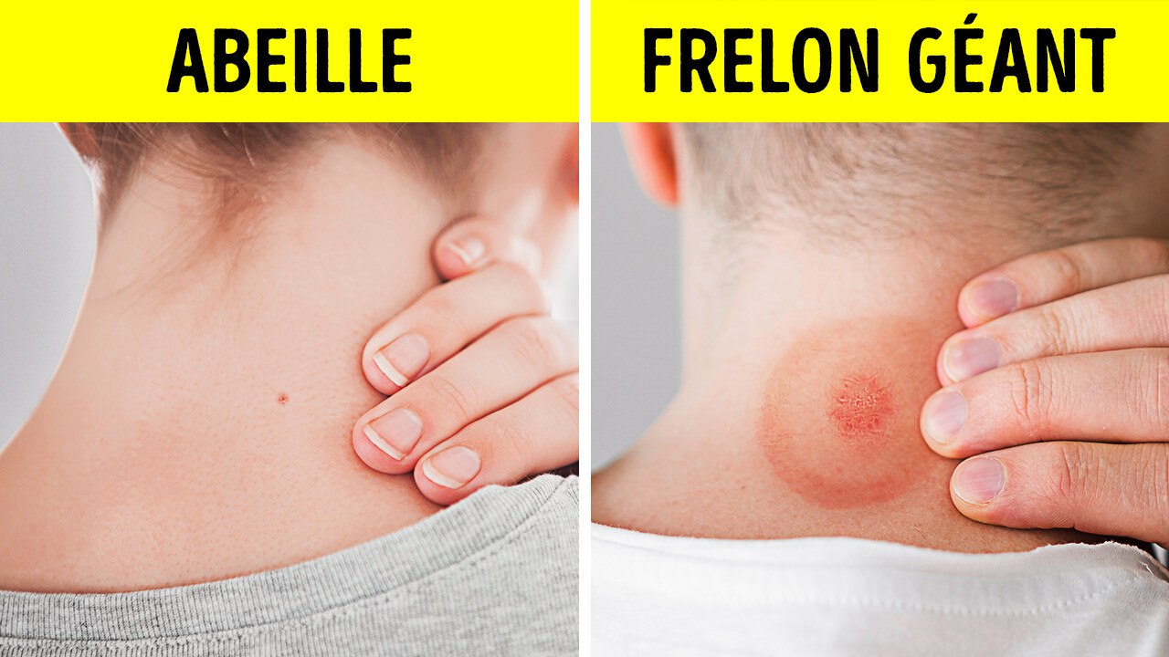 Des faits fascinants sur les abeilles et les insectes qui vont vous retourner l’esprit