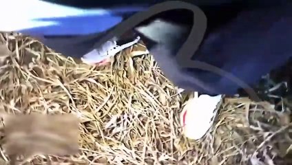 “Sua esposa ela? Linda, hein”: Vídeo mostra abordagem de PM que terminou com ato sexual no capô da viatura