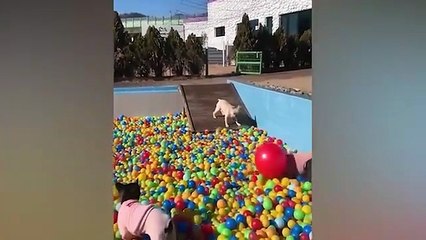 This Funny Cat Will Make You Laugh Non-Stop 😂 | Watch Now!