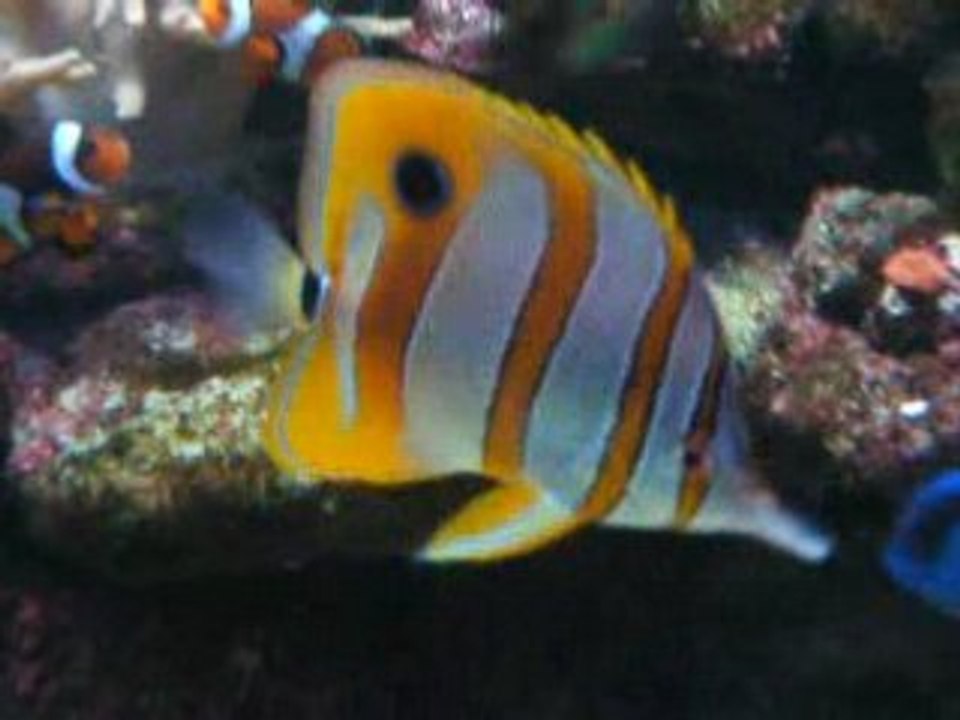 chelmon