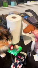 When you have two cats… 🐱 🐱 #fyp #foryoupage #funnycats #cutecat