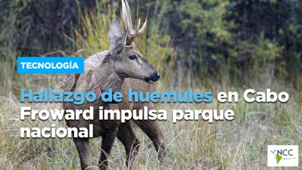 Hallazgo de huemules en Cabo Froward impulsa parque nacional