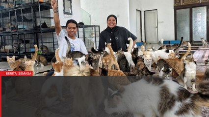Sewa dua rumah, belanja RM10,000 sebulan demi kucing jalanan