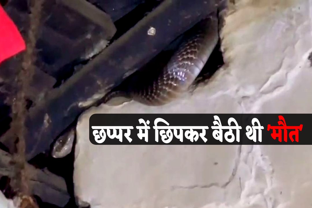 घर की छप्पर में छिपा बैठा था 6 फीट लंबा कोबरा